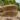 sacree planche